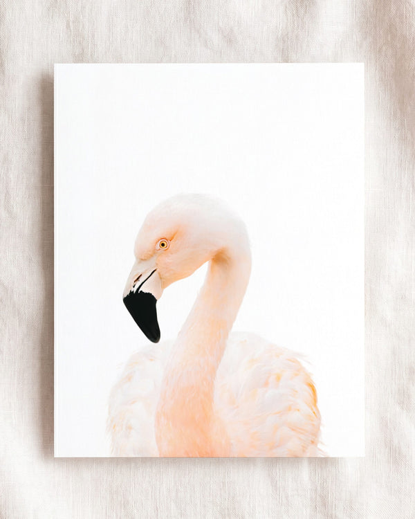 Baby Flamingo