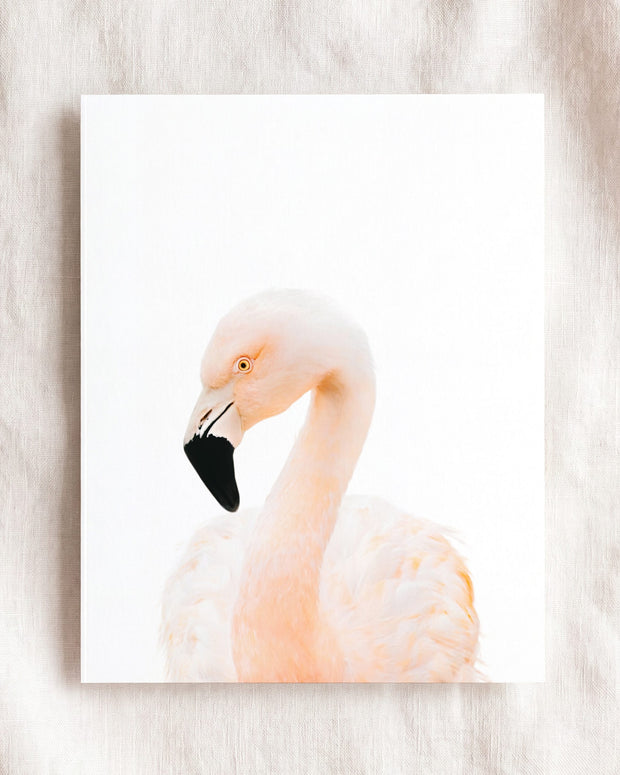Baby Flamingo
