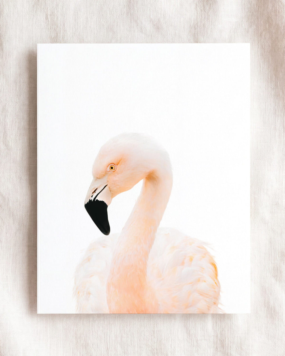 Baby Flamingo