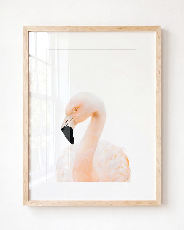 Baby Flamingo