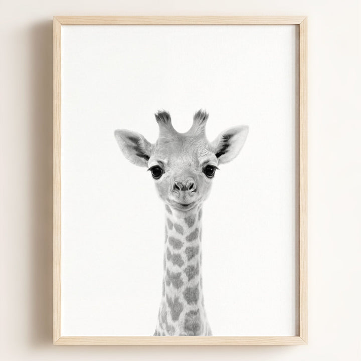Baby Giraffe