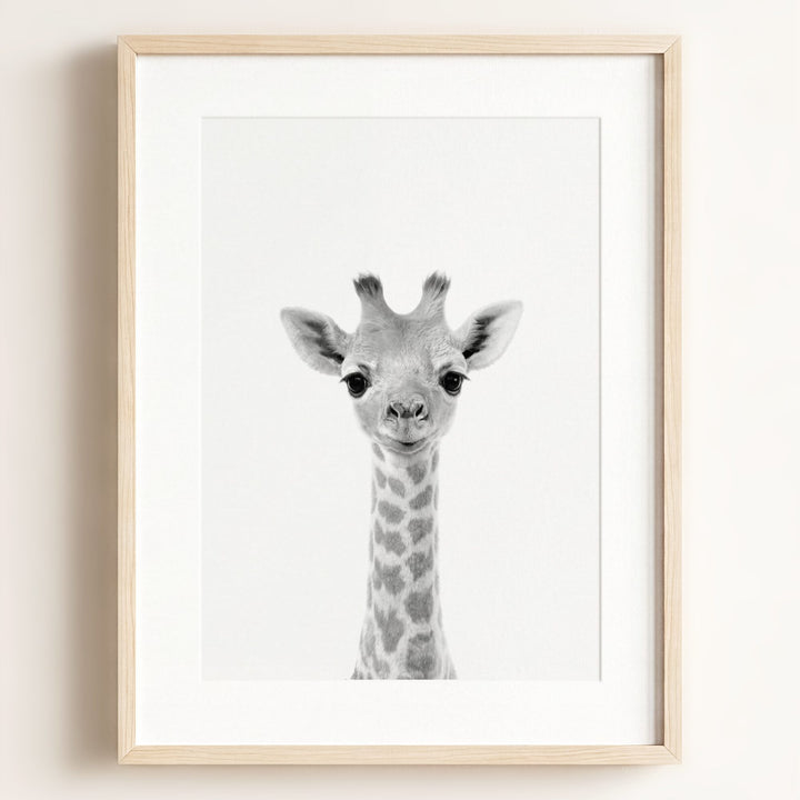 Baby Giraffe