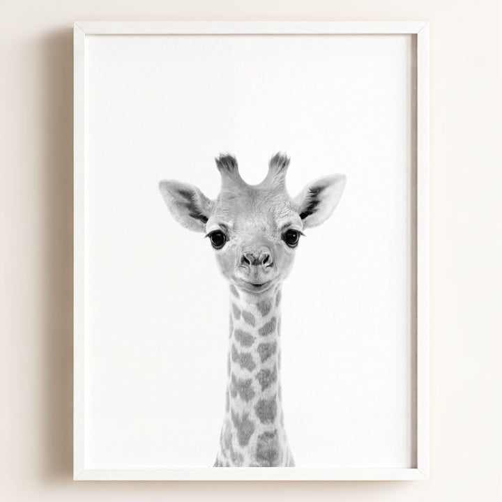 Baby Giraffe
