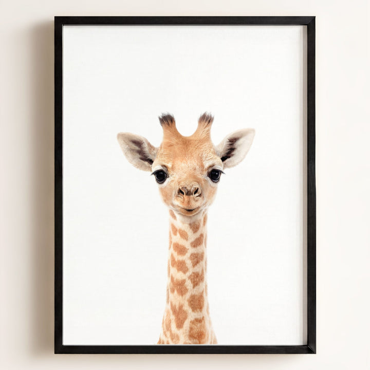 Baby Giraffe