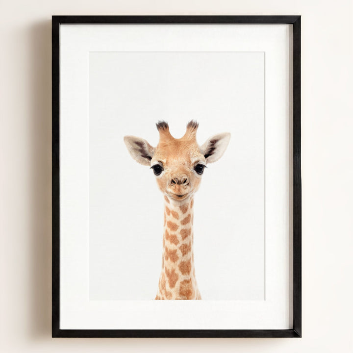 Baby Giraffe
