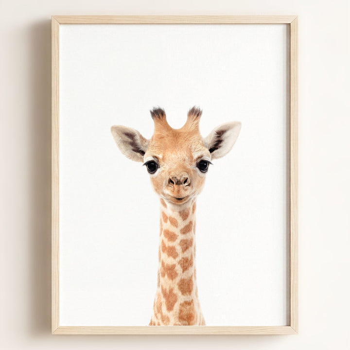 Baby Giraffe