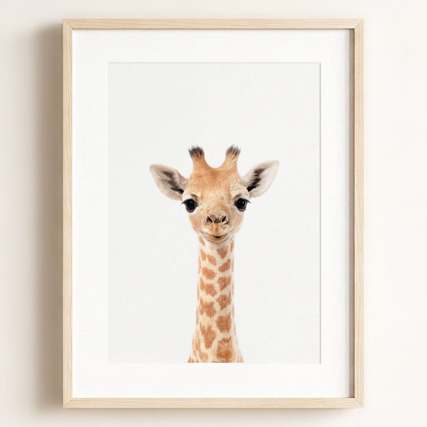 Baby Giraffe
