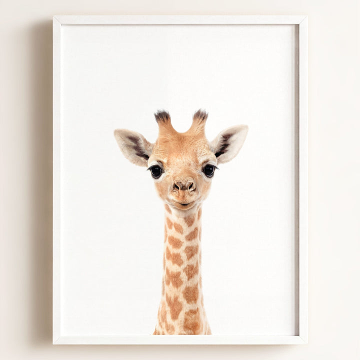 Baby Giraffe