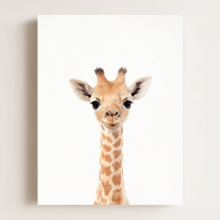 Baby Giraffe