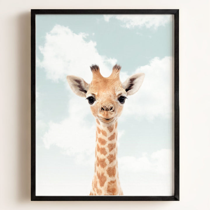 Baby Giraffe