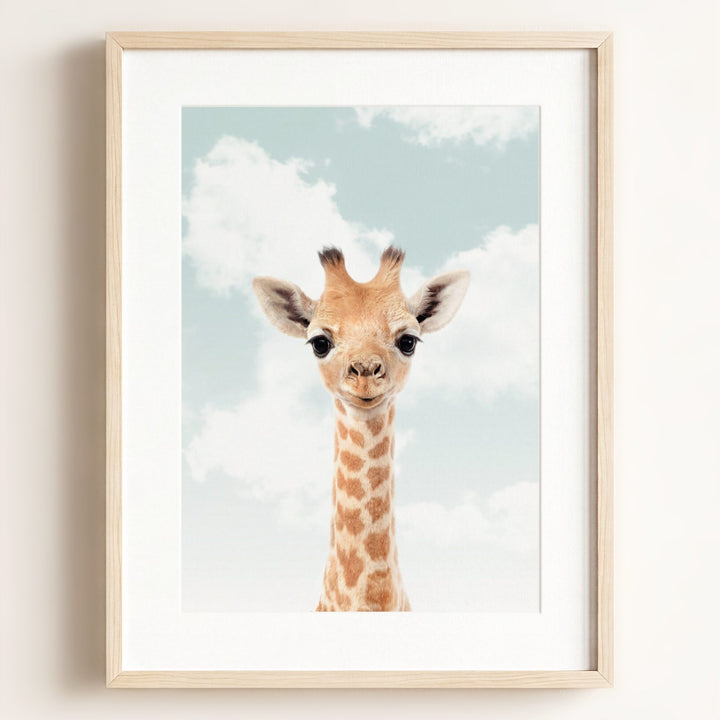 Baby Giraffe