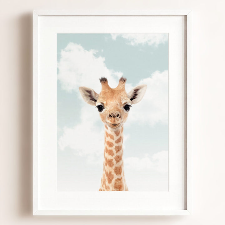 Baby Giraffe