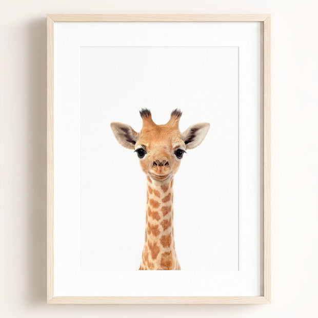 Baby Giraffe
