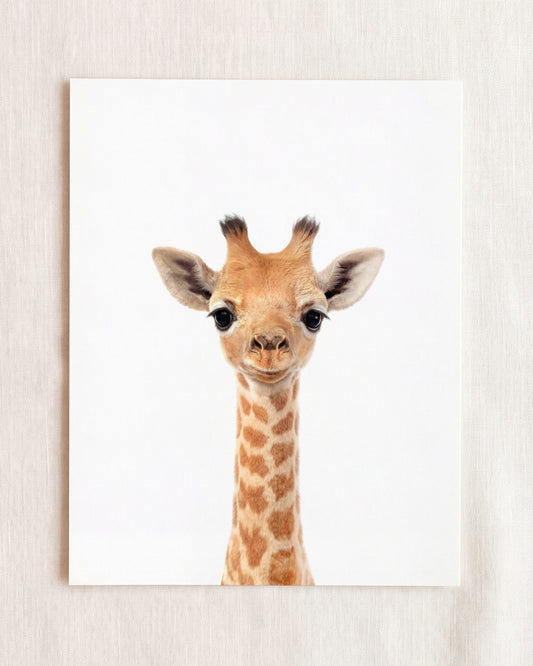Baby Giraffe