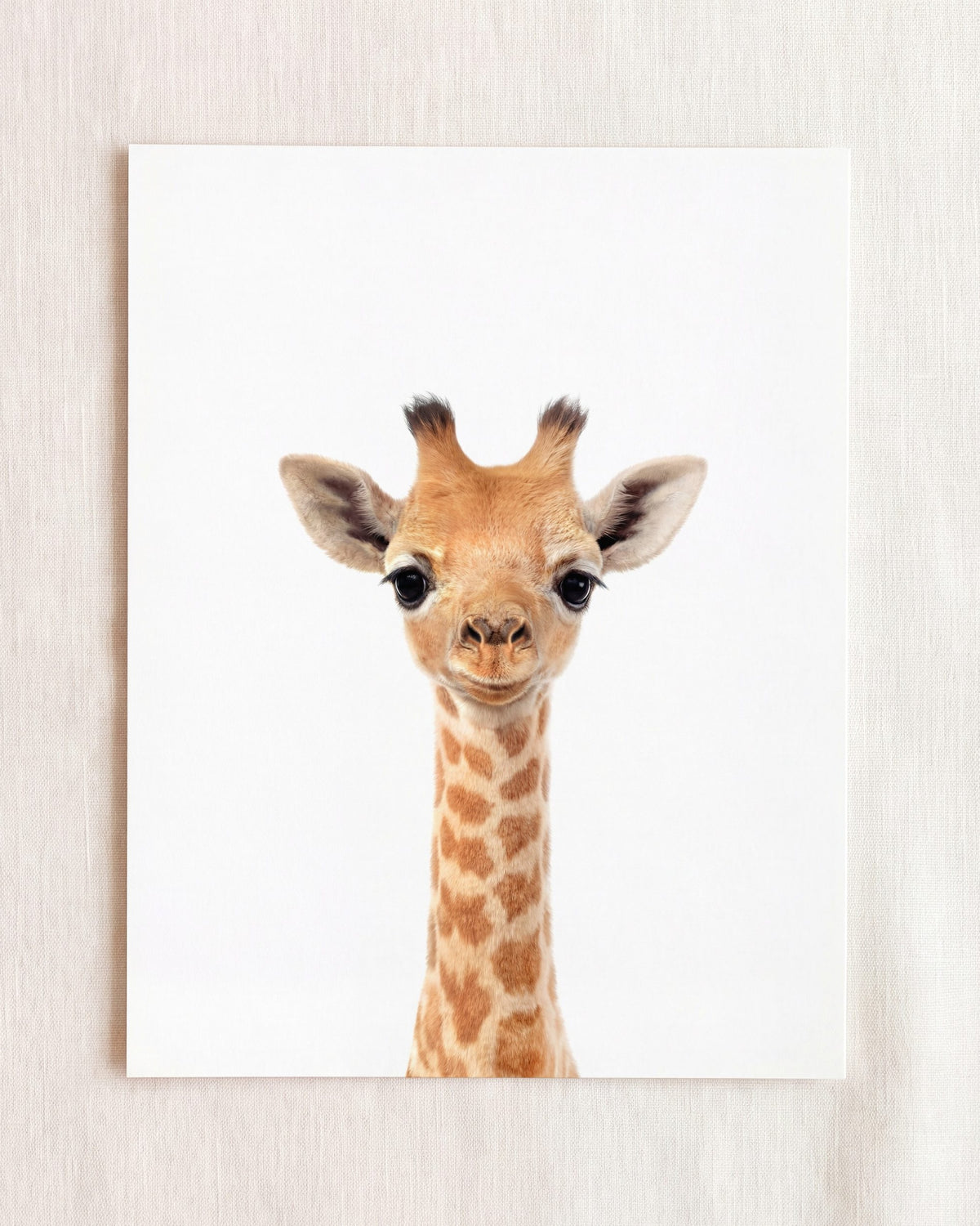 Baby Giraffe