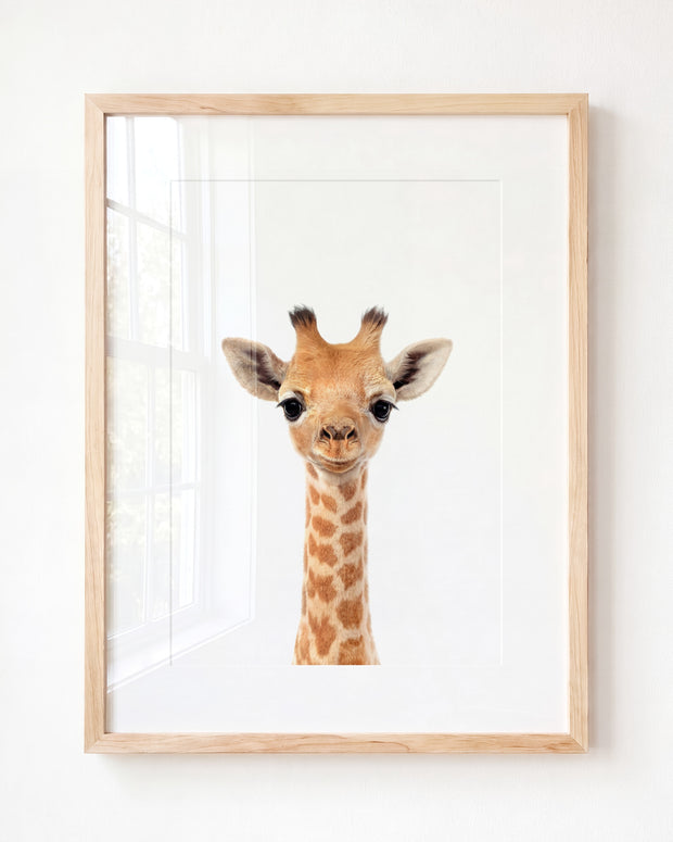 Baby Giraffe