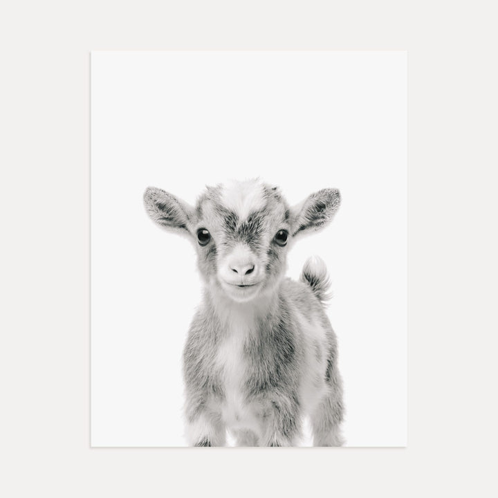 Baby Goat