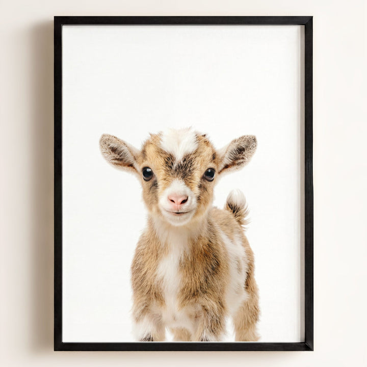 Baby Goat