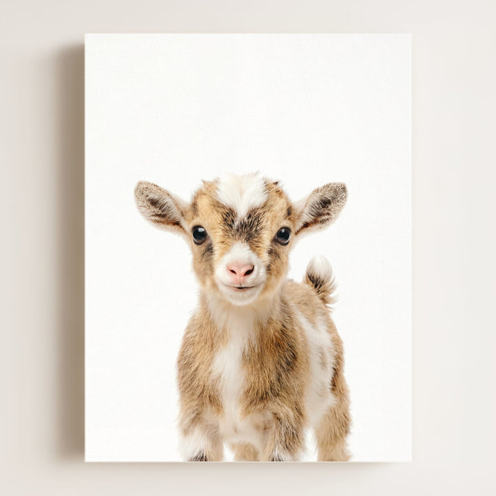 Baby Goat