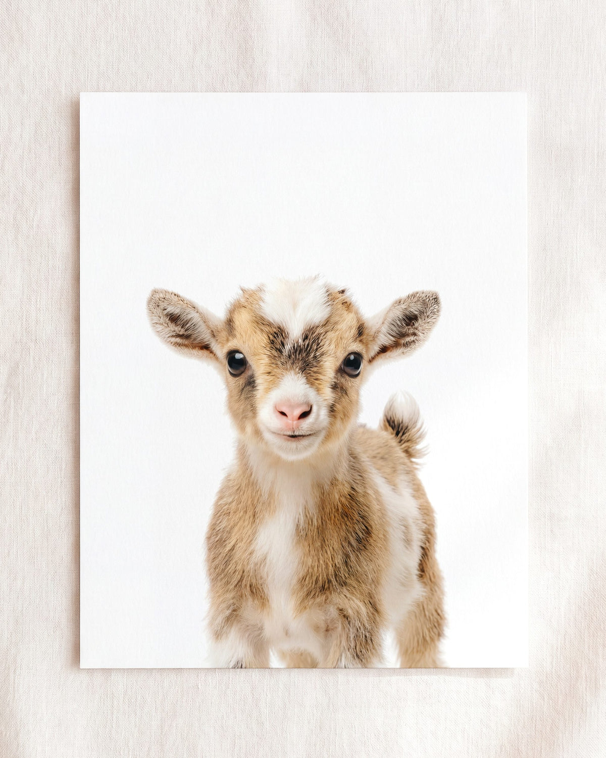Baby Goat