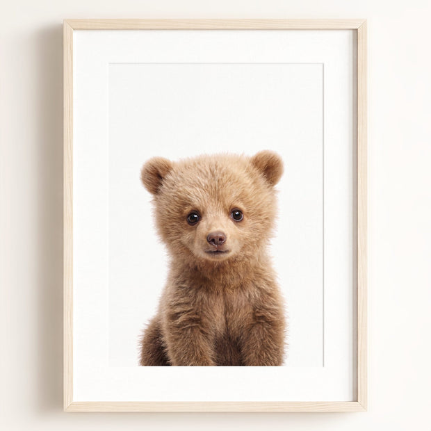 Baby Grizzly Bear