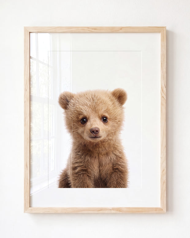 Baby Grizzly Bear