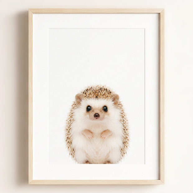 Baby Hedgehog