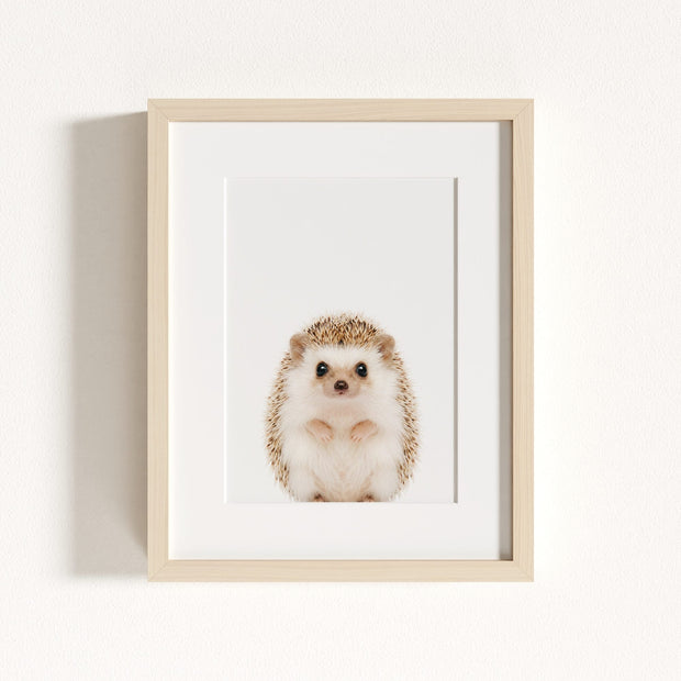 Baby Hedgehog