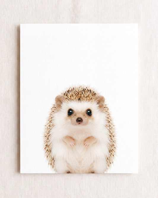 Baby Hedgehog