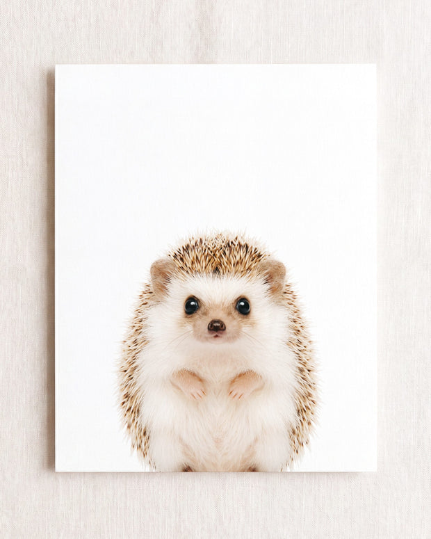 Baby Hedgehog