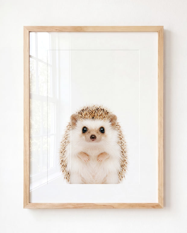 Baby Hedgehog