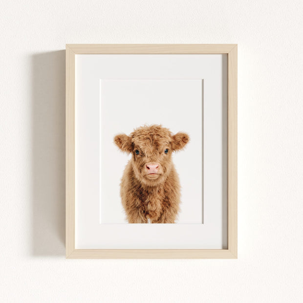 Baby Highland Cow
