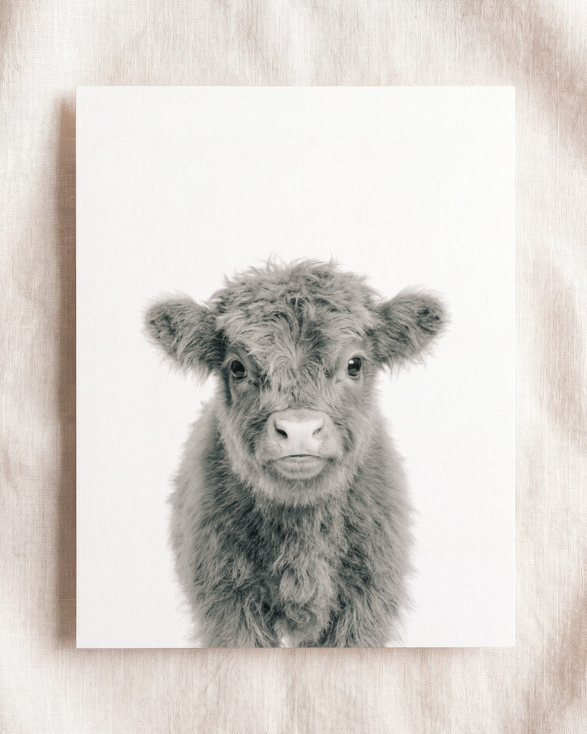 Baby Highland Cow