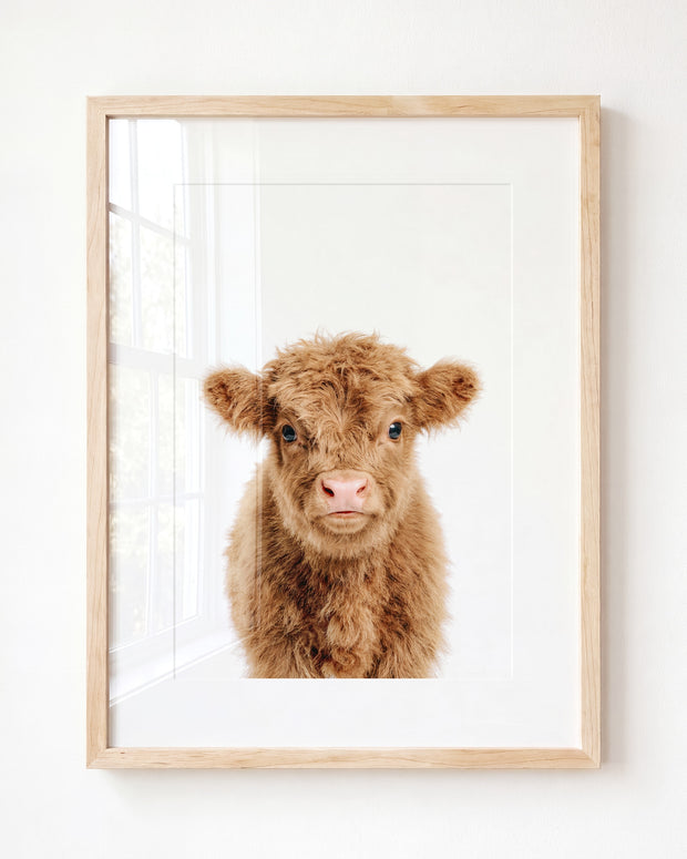 Baby Highland Cow