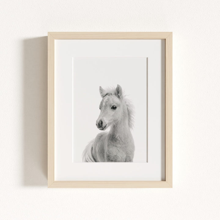 Baby Horse