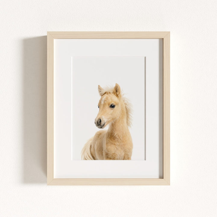 Baby Horse