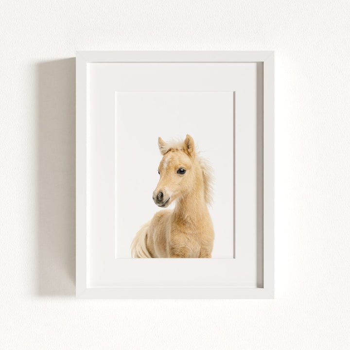 Baby Horse