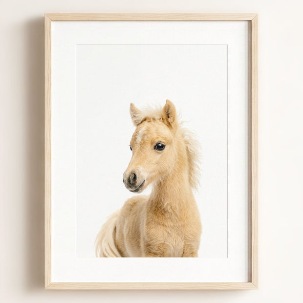 Baby Horse