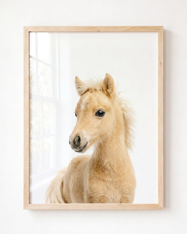 Baby Horse – Framed