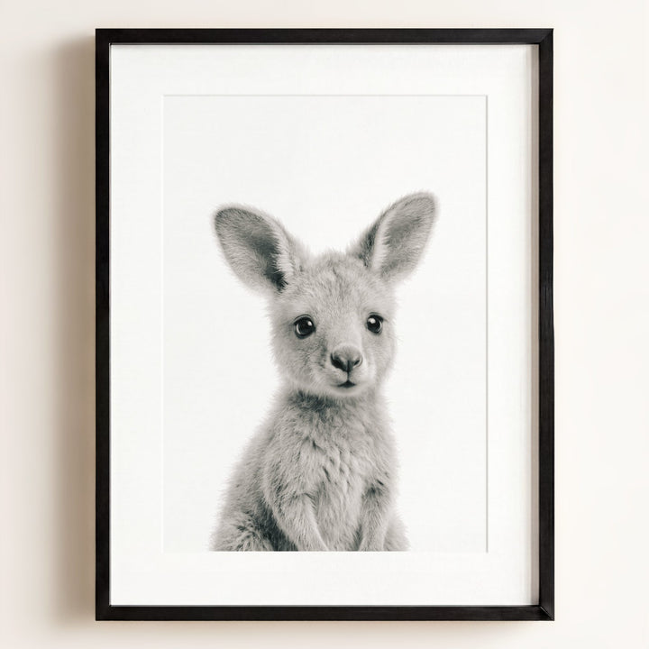 Baby Kangaroo