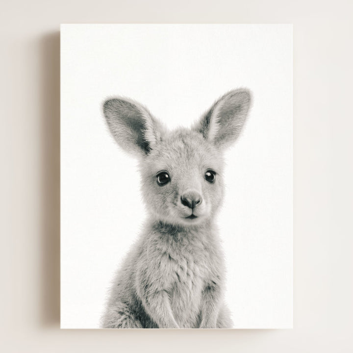 Baby Kangaroo