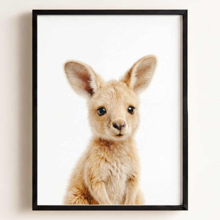 Baby Kangaroo