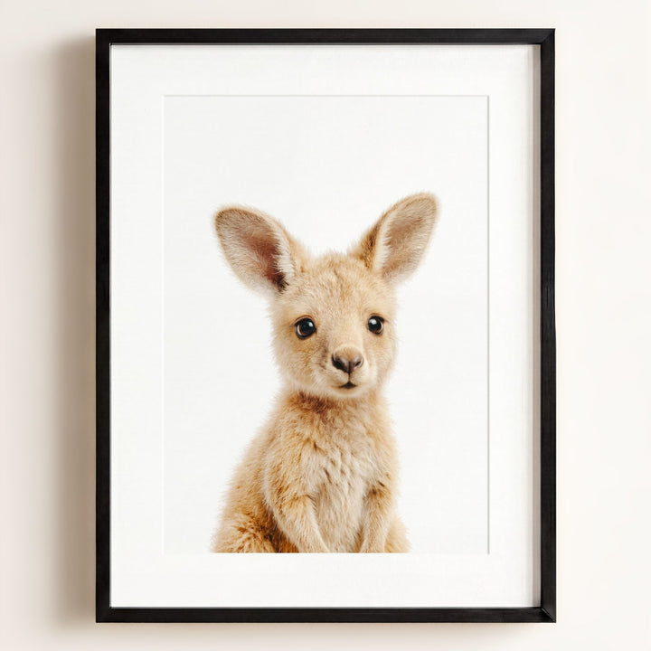 Baby Kangaroo