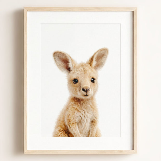Baby Kangaroo