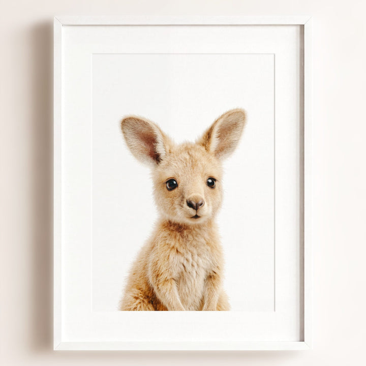 Baby Kangaroo
