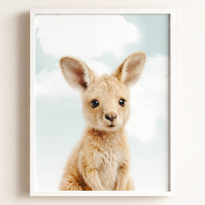 Baby Kangaroo