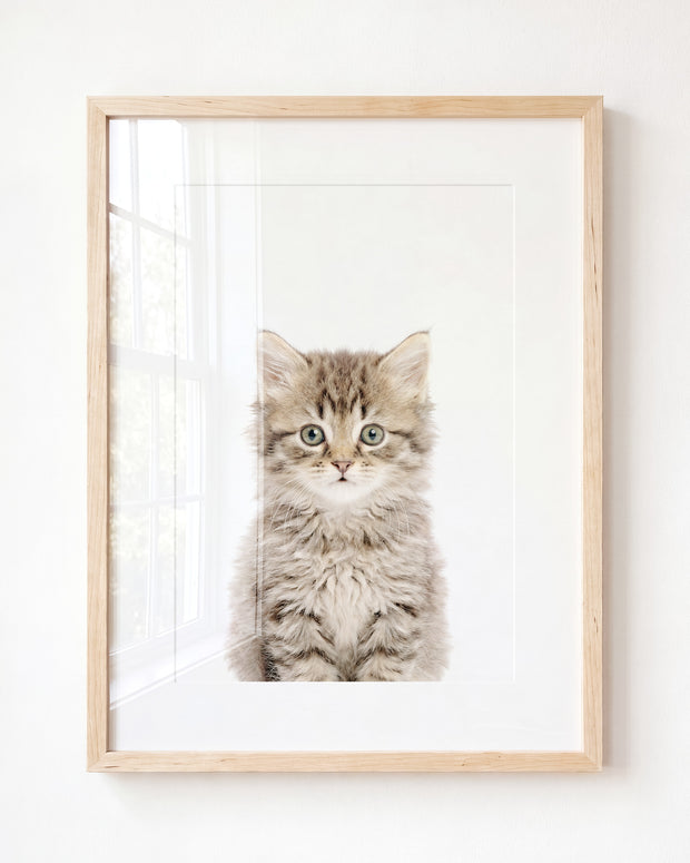 Baby Kitten
