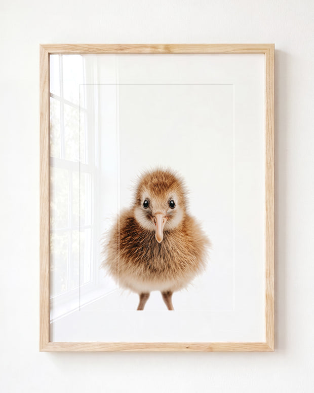 Baby Kiwi Bird