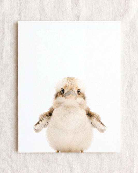 Baby Kookaburra