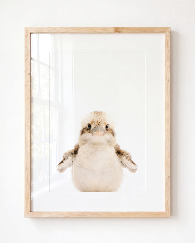Baby Kookaburra